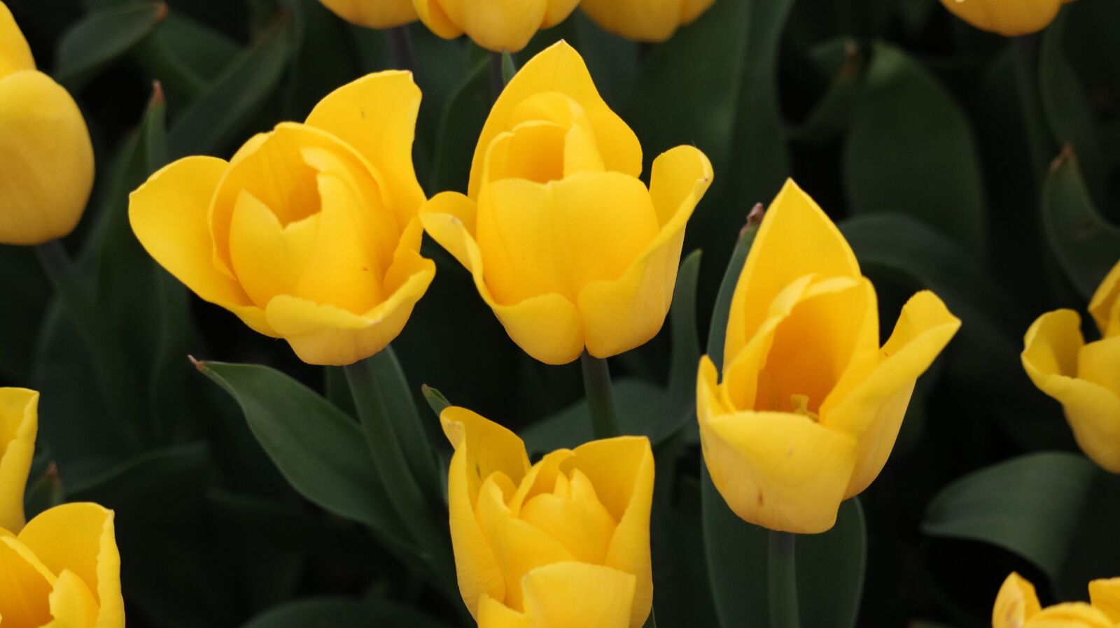 Canon EOS 750D (EOS Rebel T6i / EOS Kiss X8i) sample photo. Nature, flower, plant photography