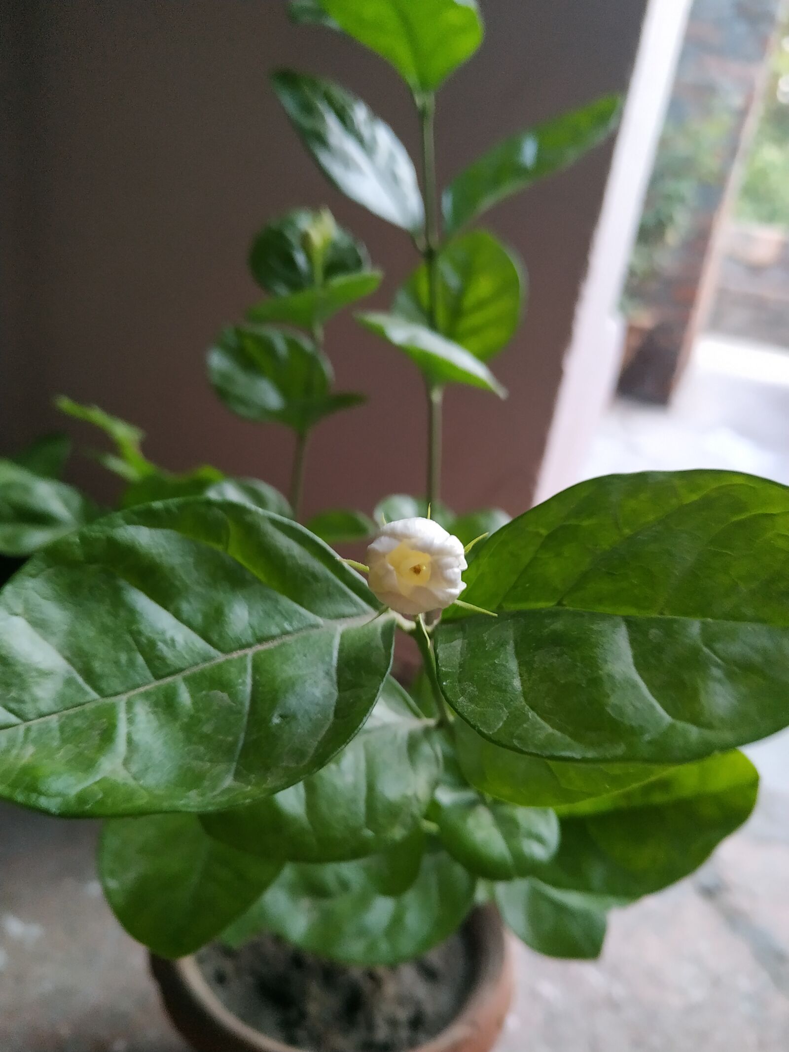 Xiaomi Redmi Note 6 Pro sample photo. Plantphotography, naturelove, positivity photography