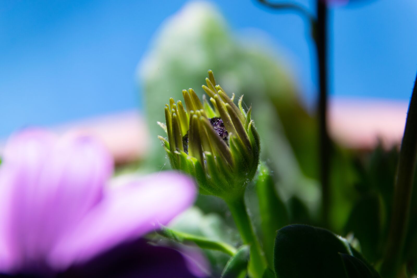 Nikon D3300 sample photo. Flower, garden, spring photography