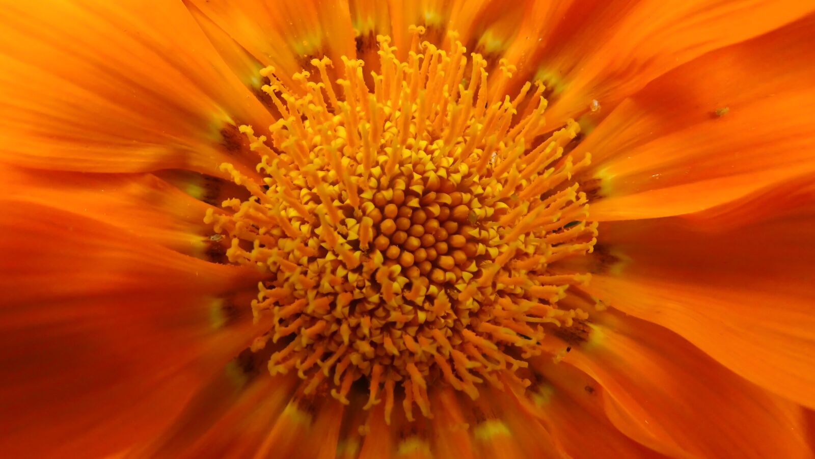 Sony Cyber-shot DSC-HX400V sample photo. Flower, orange, blossom photography