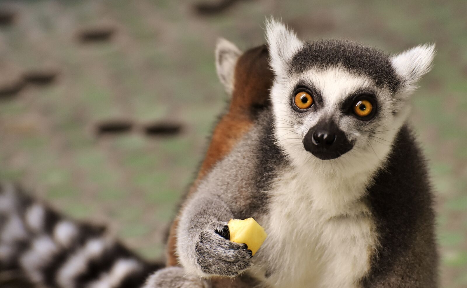 Nikon D7200 sample photo. Monkey, lemur, cute photography
