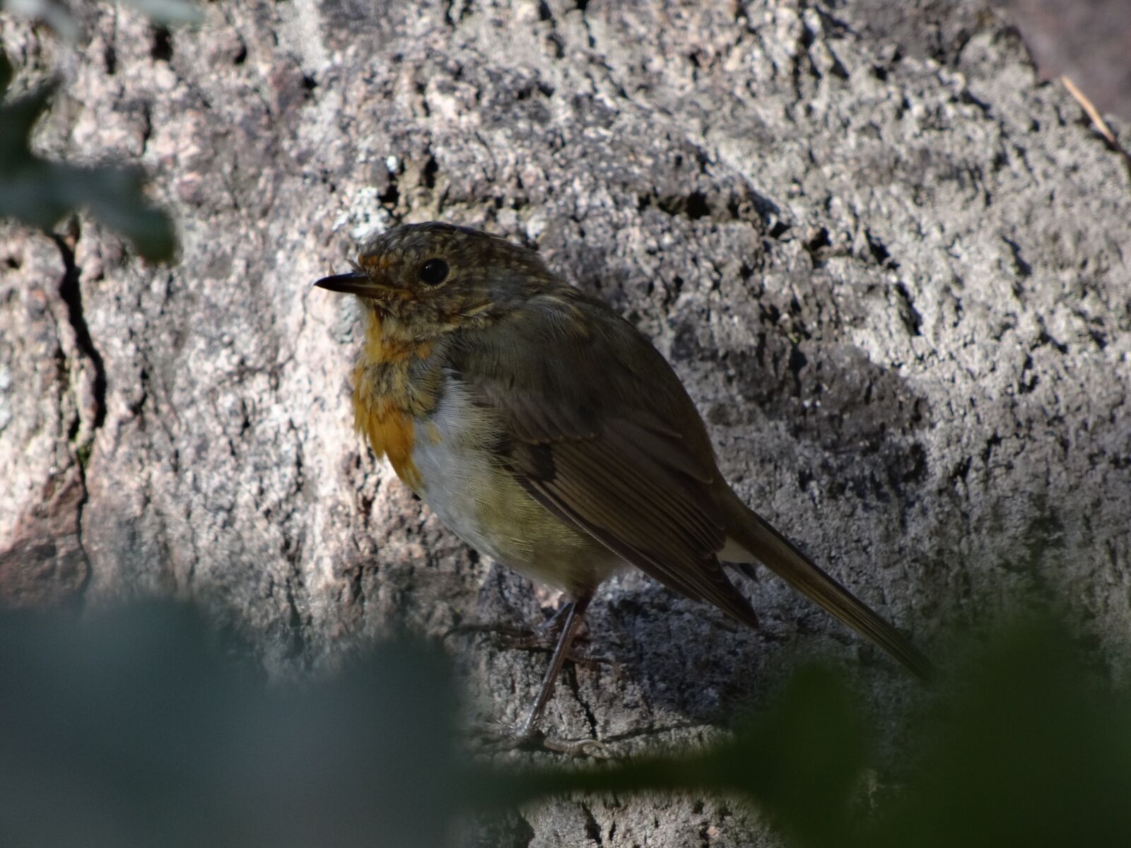 Sony DSC-HX50 sample photo. Bird, fink, nature photography