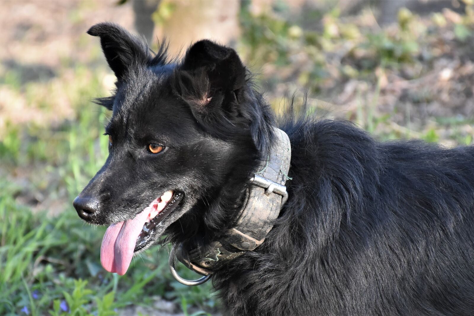 Nikon D5600 sample photo. Dog, black, pet photography
