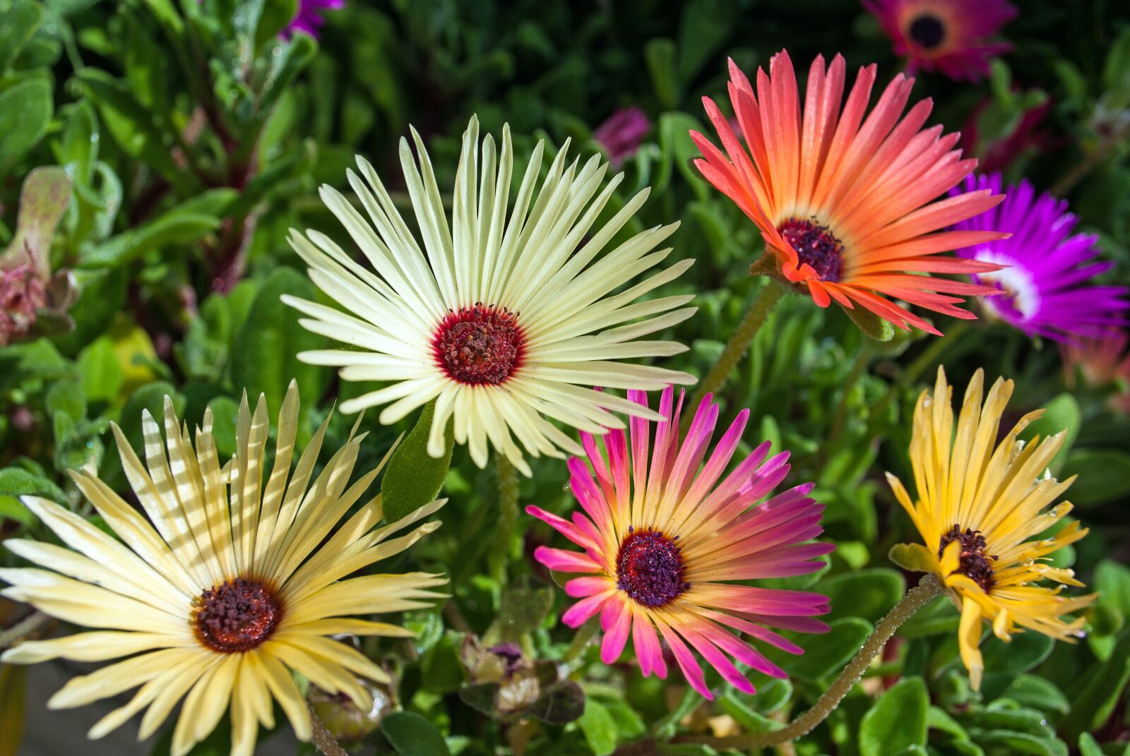 Nikon D3000 sample photo. Frosted, summer, plant photography