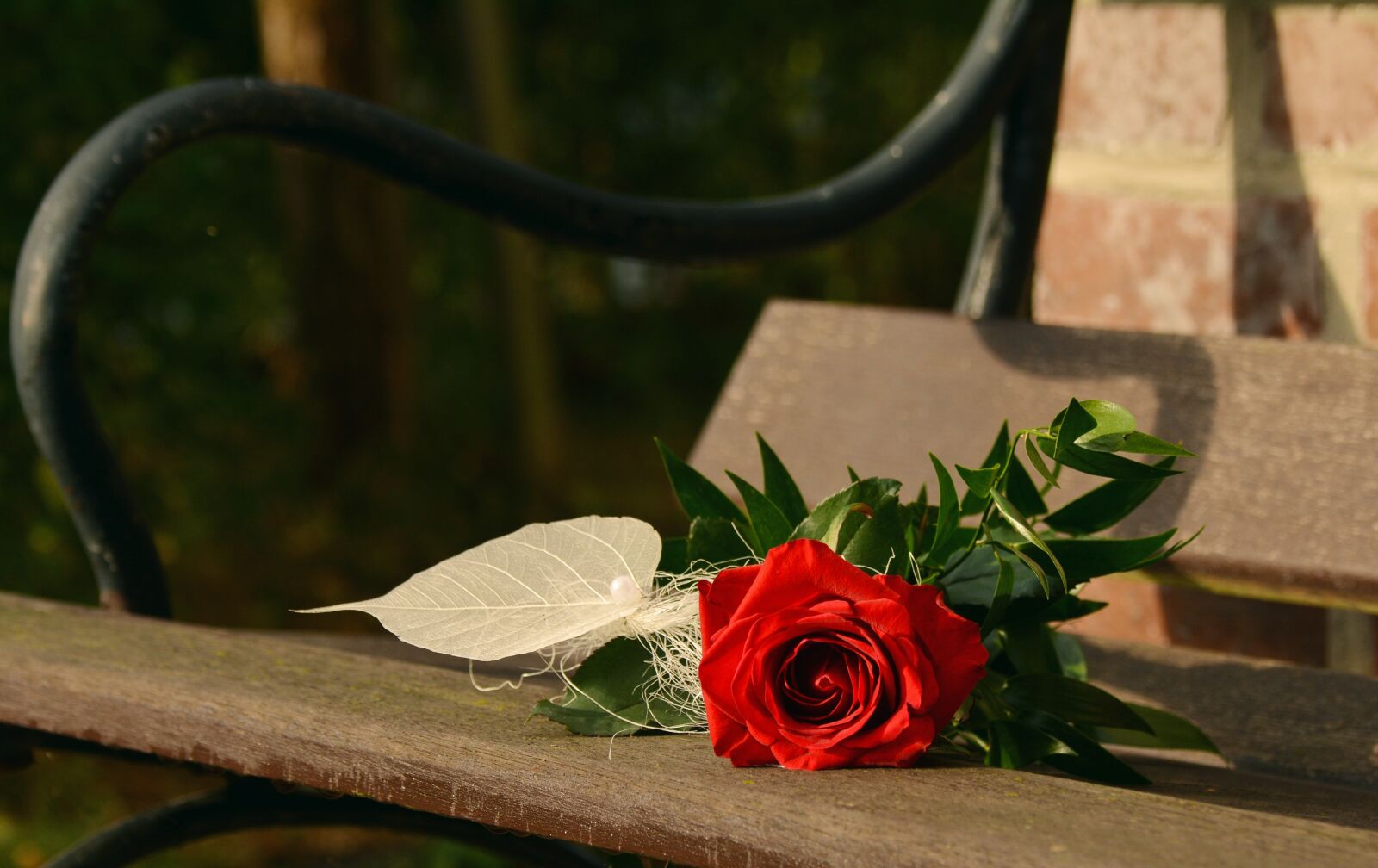 Nikon D5200 sample photo. Rose, red rose, birthday photography