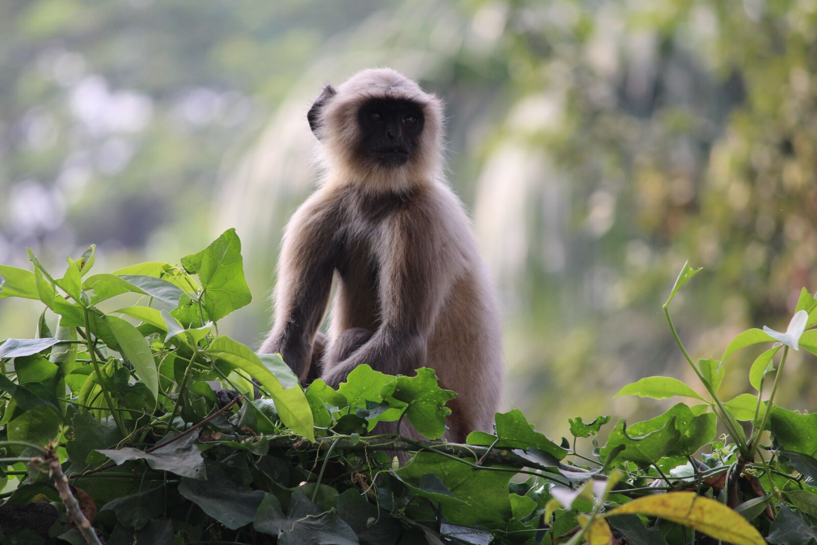 Canon EOS 700D (EOS Rebel T5i / EOS Kiss X7i) sample photo. Monkey sitting nature, monkey photography