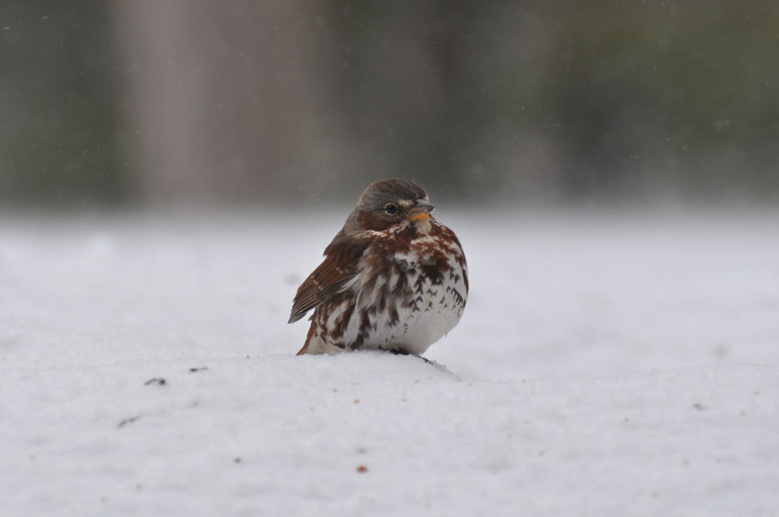 Nikon D5000 sample photo. Sparrow, winter, fox sparrow photography