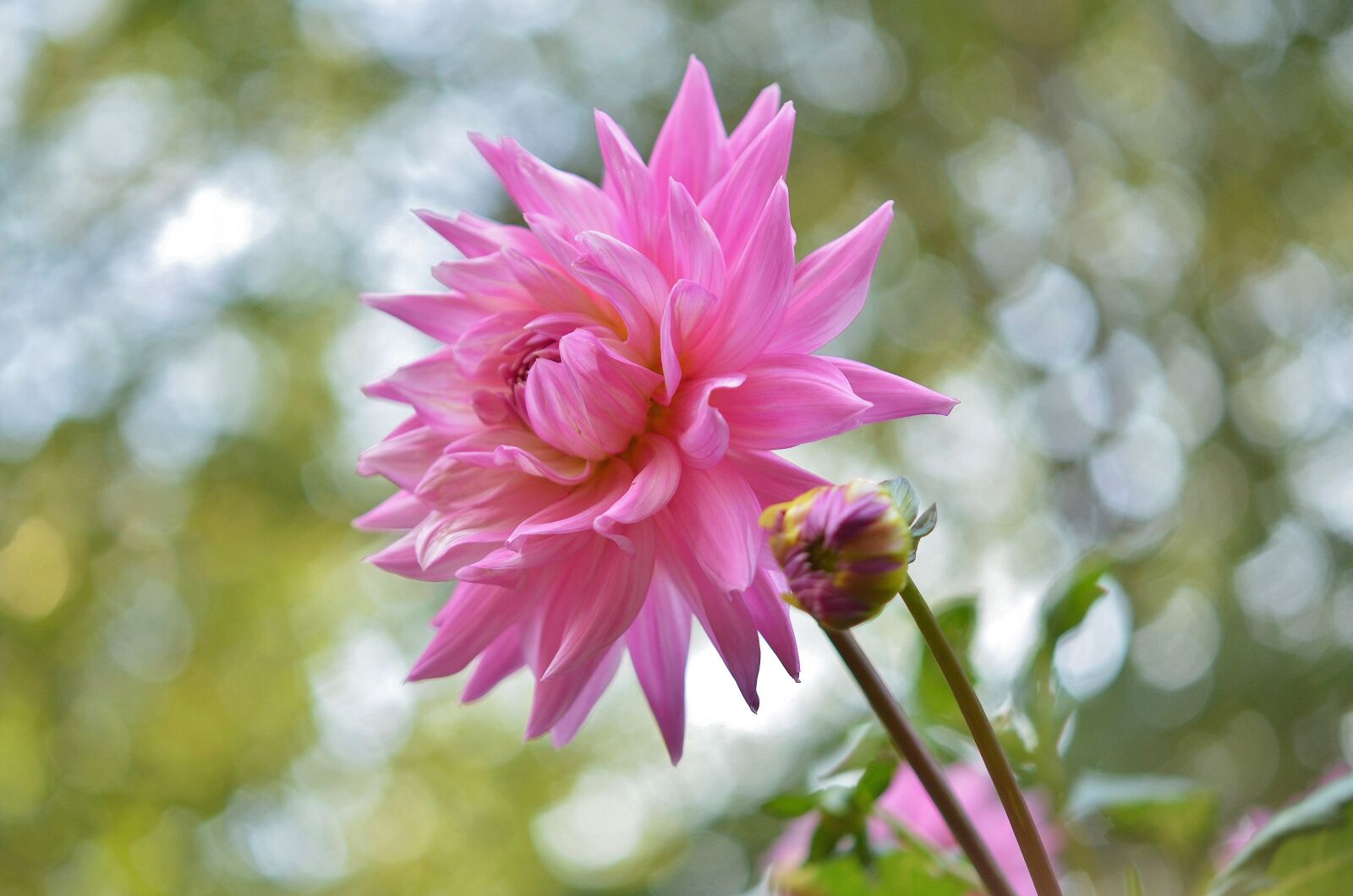 Nikon D7000 sample photo. Flower, natur, spring photography