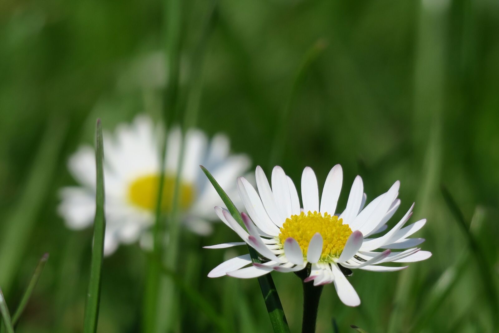 Canon PowerShot G3 X sample photo. Daisy, green, grass photography