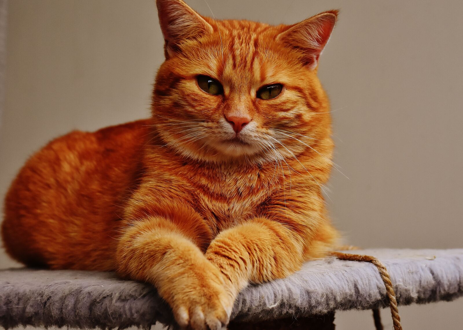 Nikon D7200 sample photo. Cat, red, cute photography