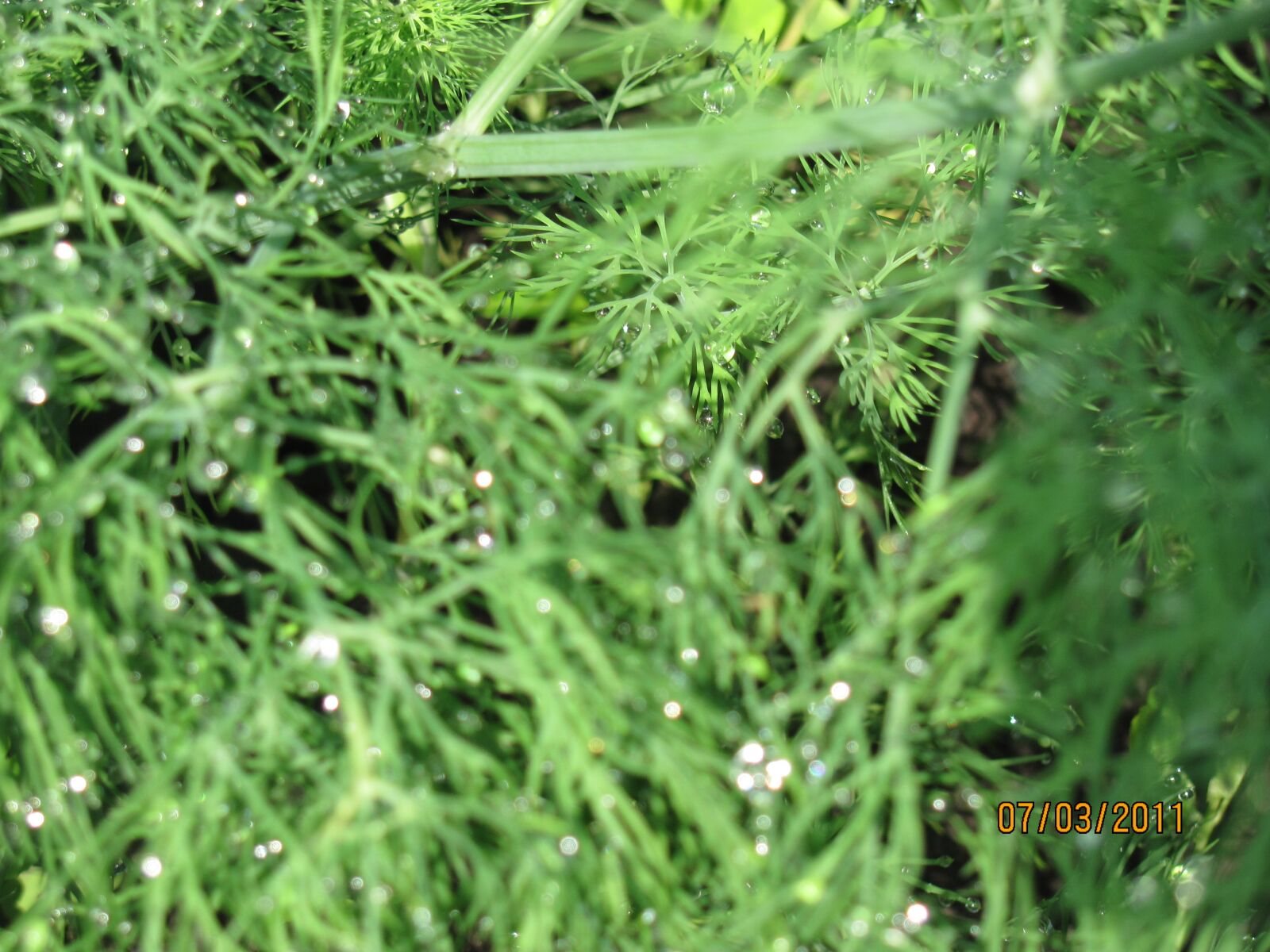 Canon PowerShot SX120 IS sample photo. Dew, grass, nature photography