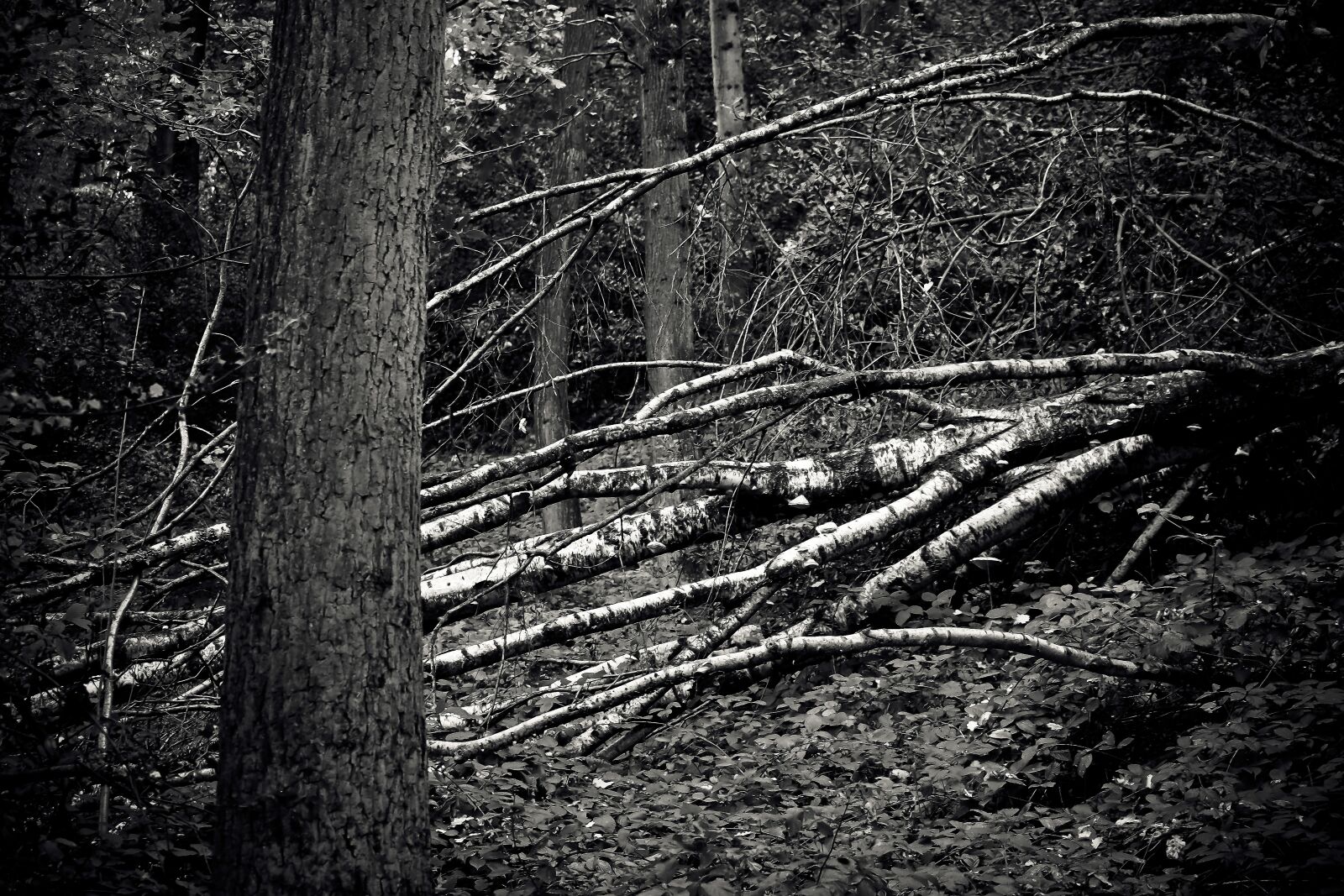 Olympus OM-D E-M10 sample photo. Forest, trees, nature photography