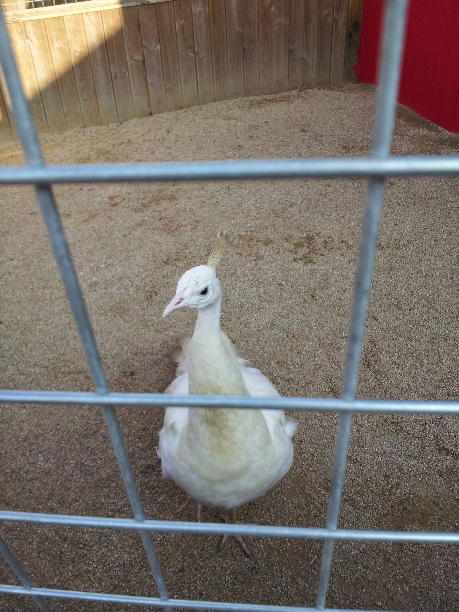 Samsung Galaxy S2 sample photo. New, animal, nature photography
