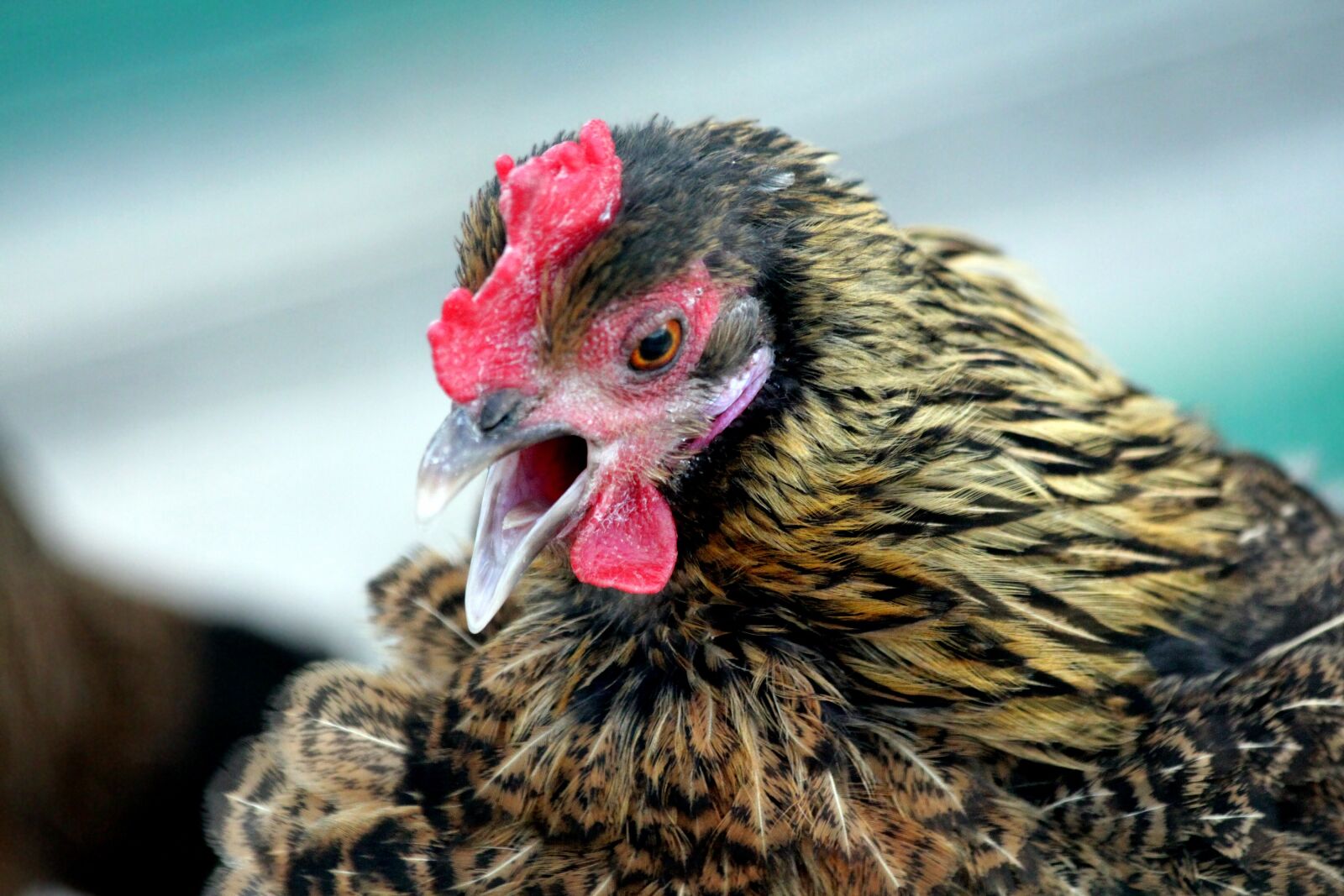 Canon EOS 650D (EOS Rebel T4i / EOS Kiss X6i) sample photo. Chicken, bird, brown bird photography