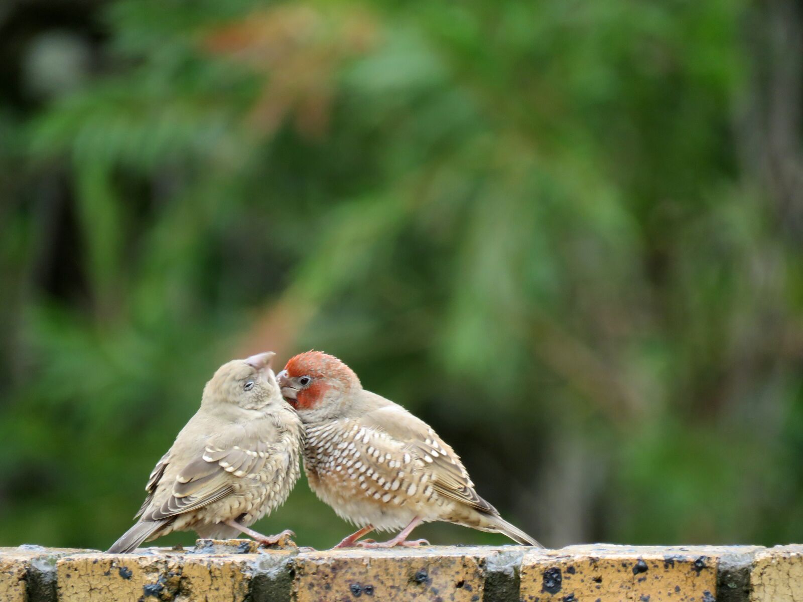 Canon PowerShot SX60 HS sample photo. Birds, finch, red headed photography