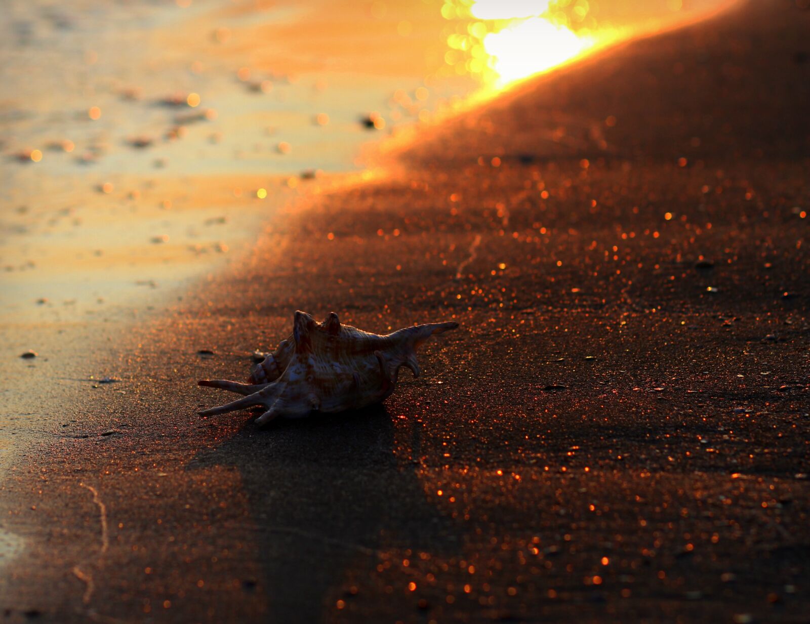 Canon EOS 700D (EOS Rebel T5i / EOS Kiss X7i) + Canon EF 85mm F1.8 USM sample photo. Clam, sand, sun photography