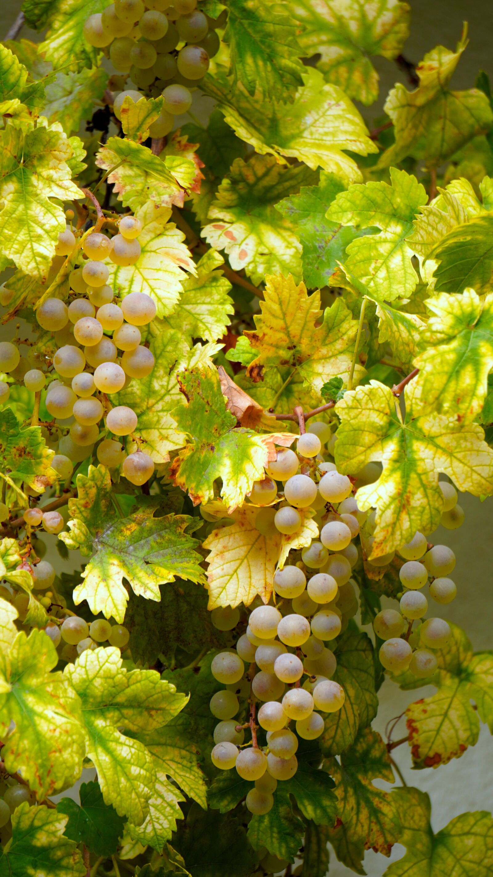 Sony E 55-210mm F4.5-6.3 OSS sample photo. Grapes, vine, fruit photography