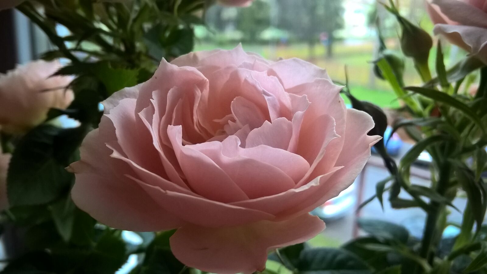 Microsoft Lumia 640 LTE sample photo. Flower, nature, rose photography