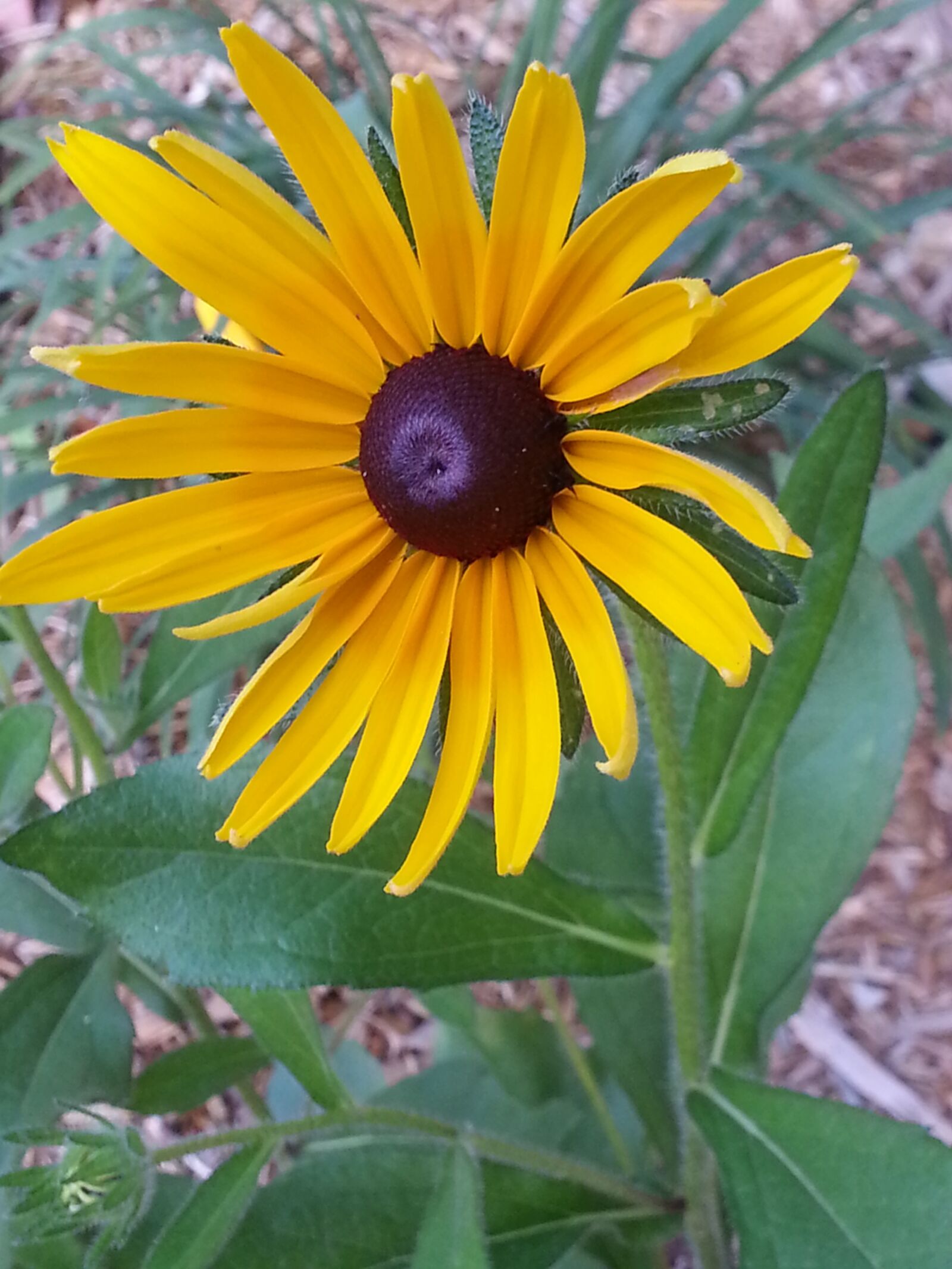 Samsung Galaxy S3 sample photo. Black-eyed susan, rudbeckia, yellow photography