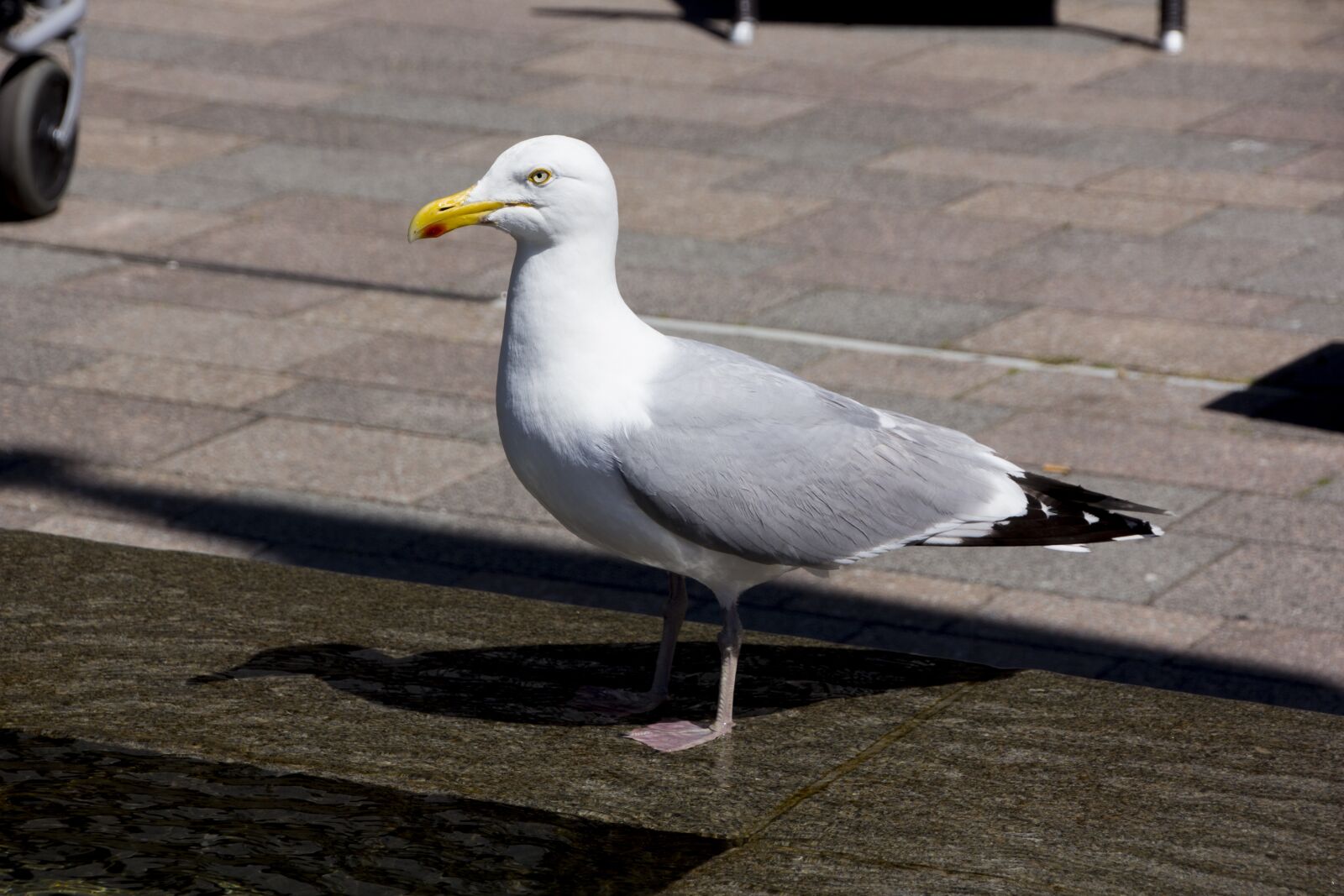 Canon EOS 60D sample photo. Sylt, westerland, island photography