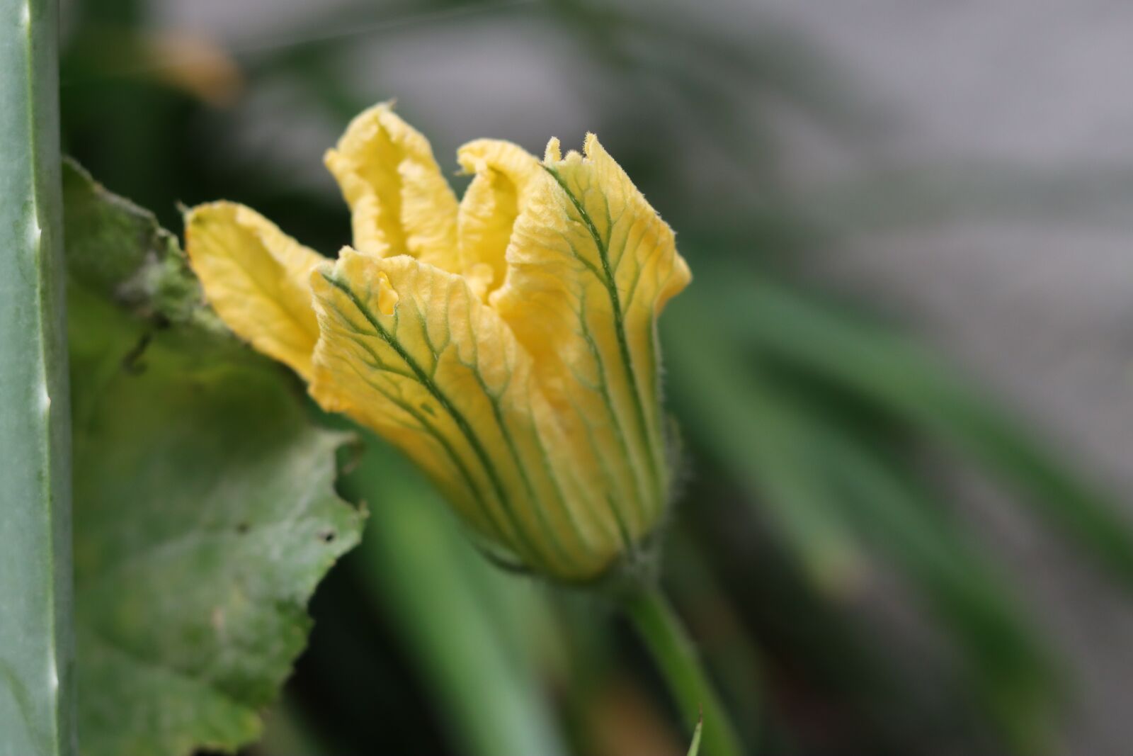 Canon EOS 90D sample photo. Flower, squash blossom, yellow photography