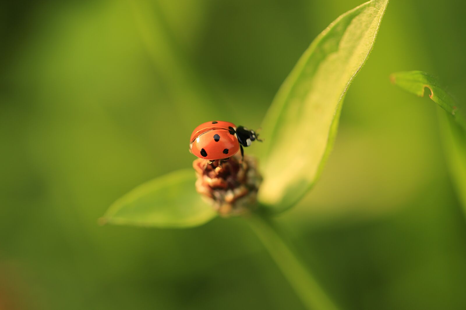 Canon EF 100mm F2.8L Macro IS USM sample photo. Ladybug, insect, plant photography