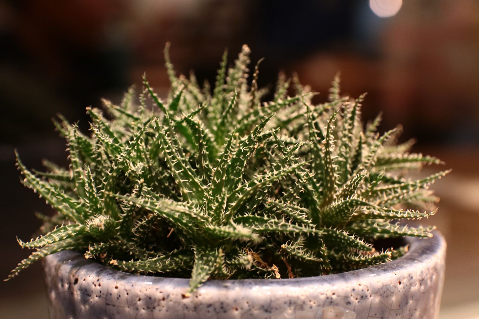 Canon EOS 80D sample photo. Cactus, plant, green photography