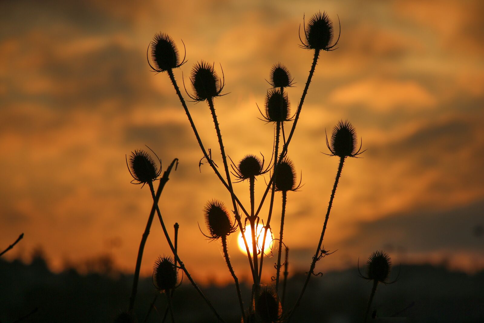 Canon EOS 70D sample photo. Sky, thistles, sun photography