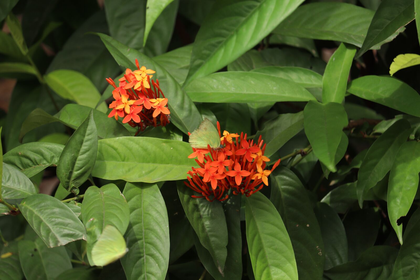 Canon EOS 250D (EOS Rebel SL3 / EOS Kiss X10 / EOS 200D II) sample photo. Kerala, garden, ixora photography