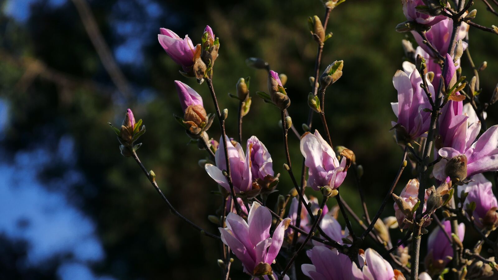 Panasonic Lumix DMC-FZ1000 sample photo. Magnolia, spring, flowering photography