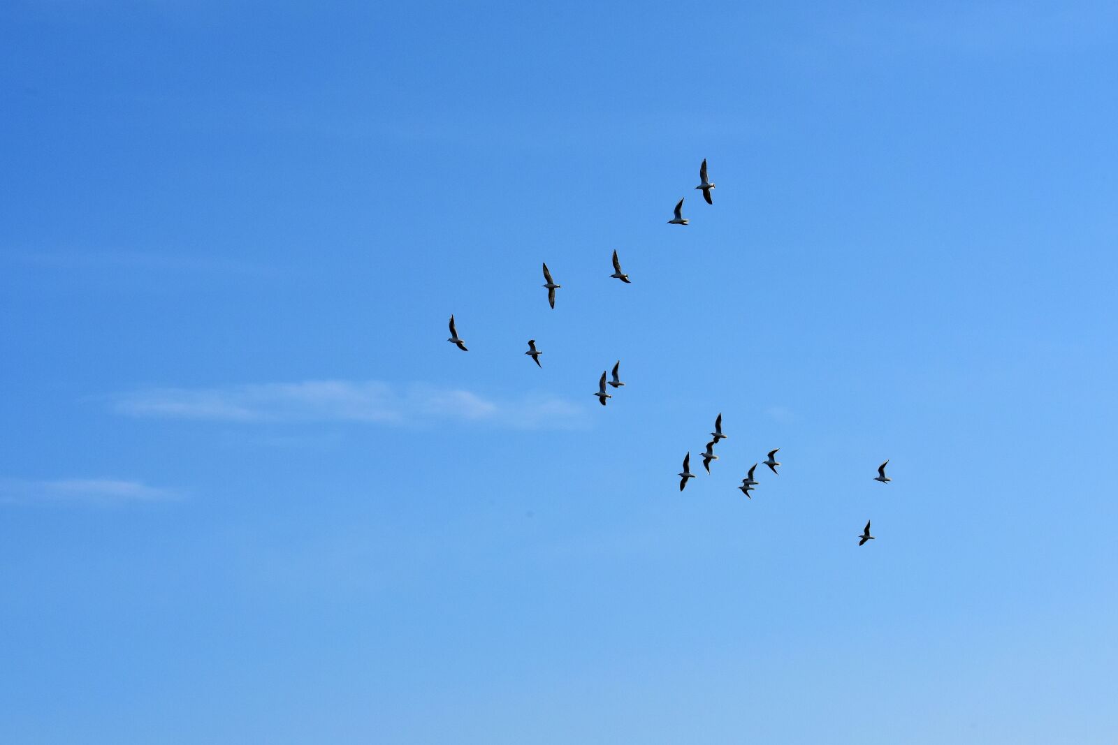 Nikon D7200 sample photo. Gulls, swarm, birds photography