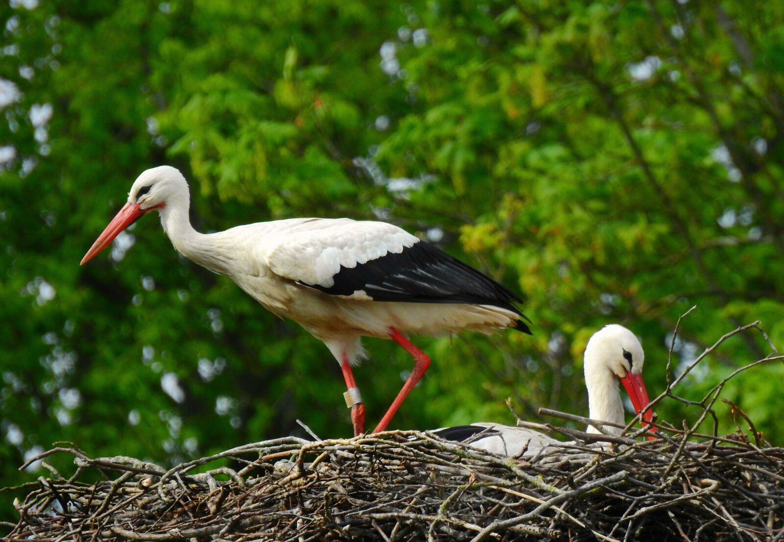 Nikon Coolpix P900 sample photo. Stork, wading bird, animal photography