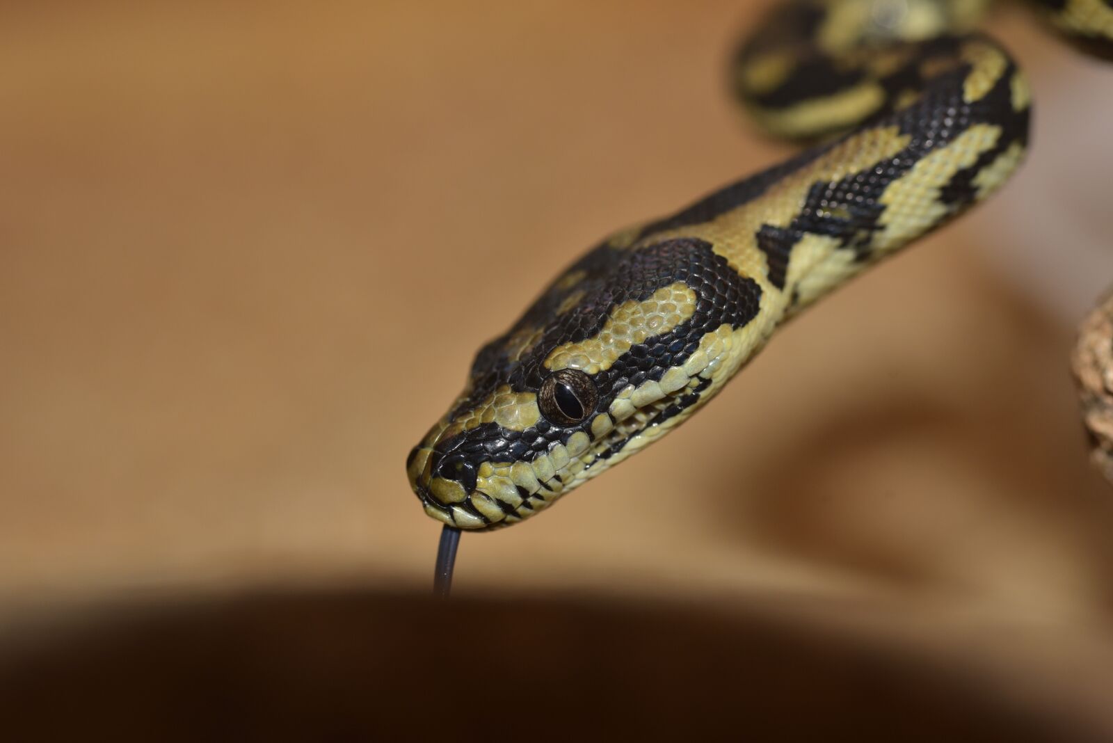 Nikon D750 sample photo. Snake, yellow, snakehead photography