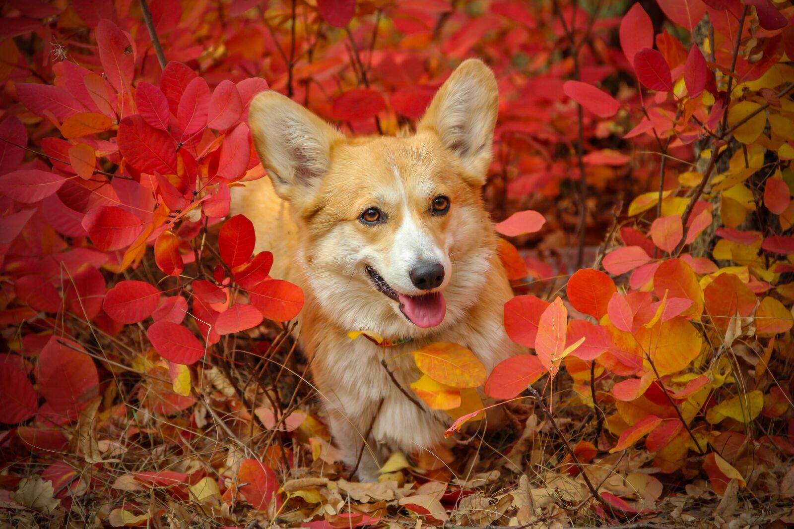 Canon EOS 550D (EOS Rebel T2i / EOS Kiss X4) sample photo. Corgi face, dog head photography