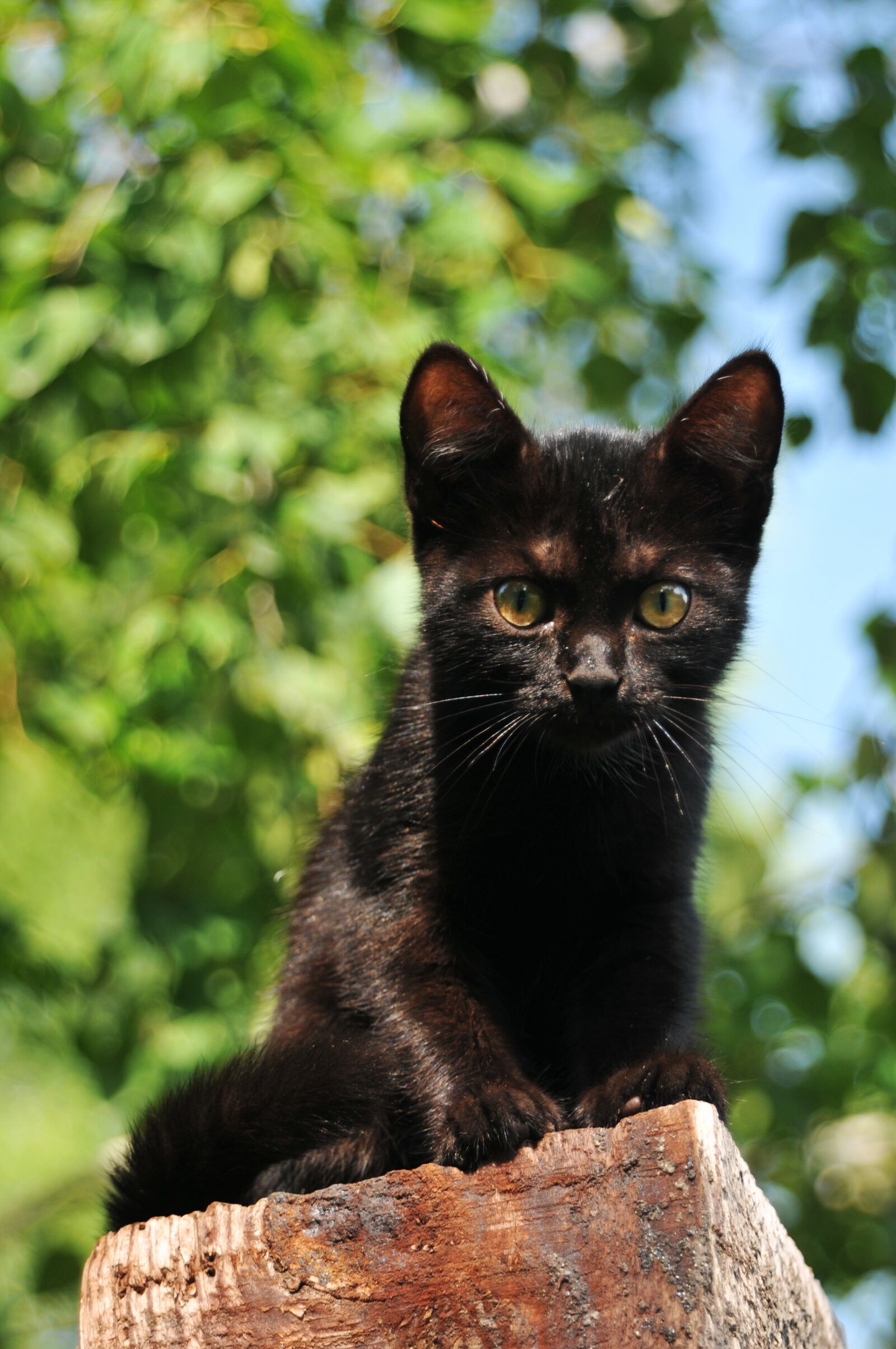 Nikon D300S sample photo. Nature, mammals, animals photography