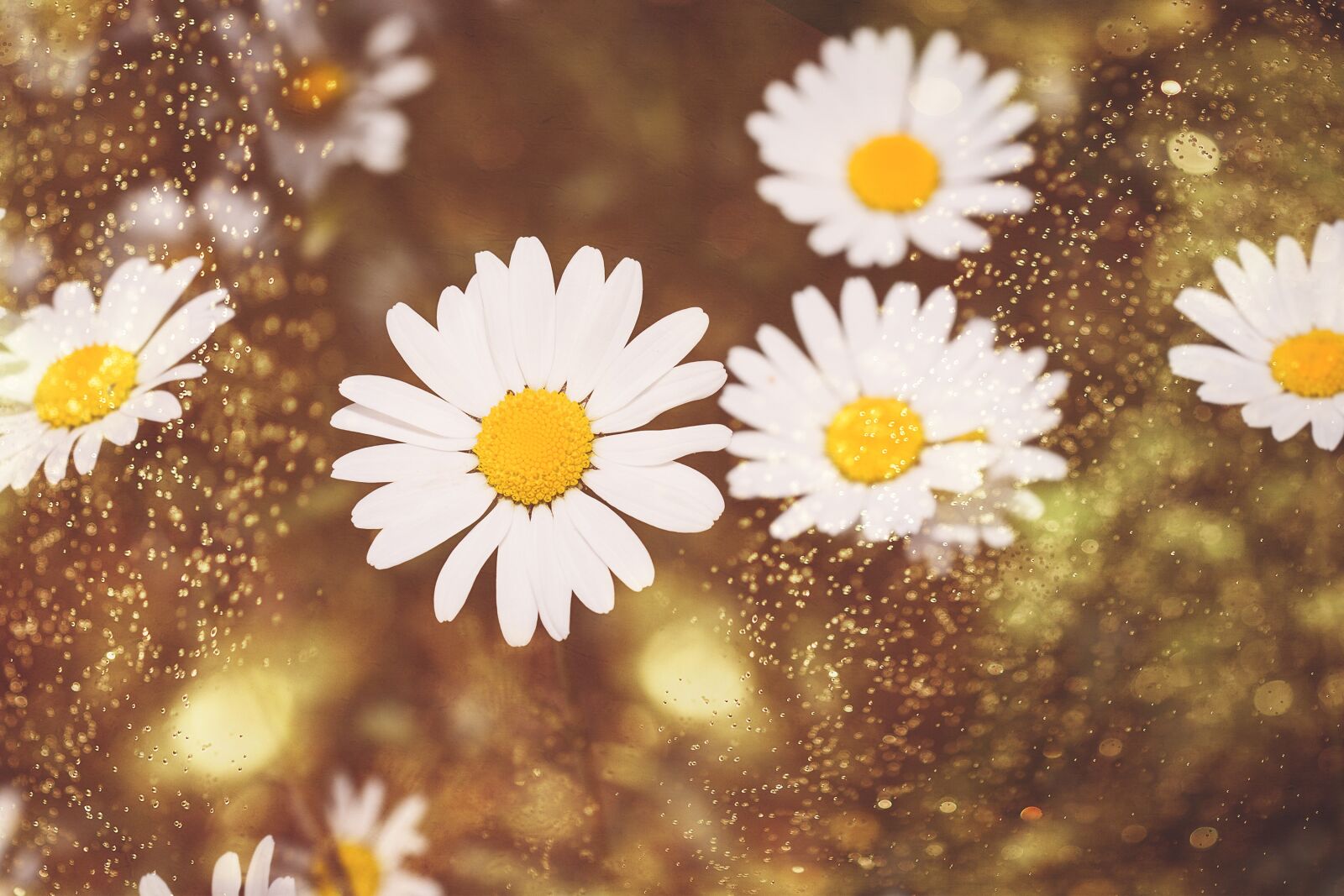 Nikon D7100 sample photo. Daisies, wildflowers, white photography