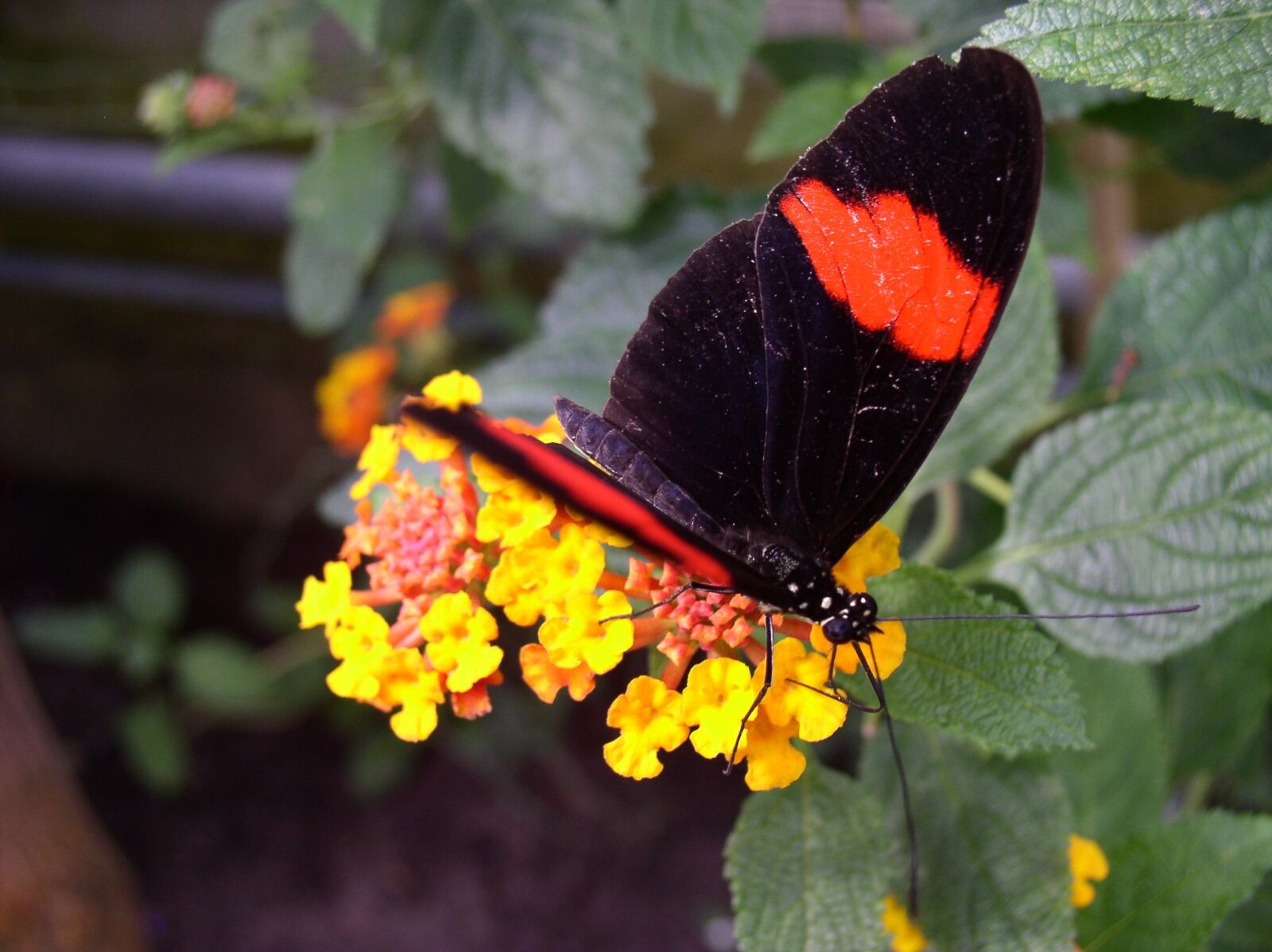 Olympus C4100Z,C4000Z sample photo. Butterfly, maximilian park, hamm photography