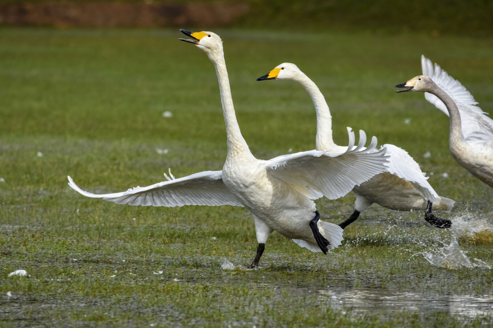 Nikon D7200 sample photo. Animal, paddy field, water photography