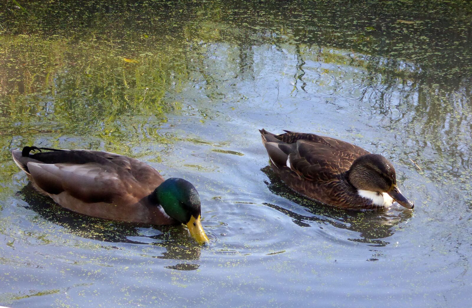 Panasonic DMC-TZ61 sample photo. Ducks, pair of ducks photography