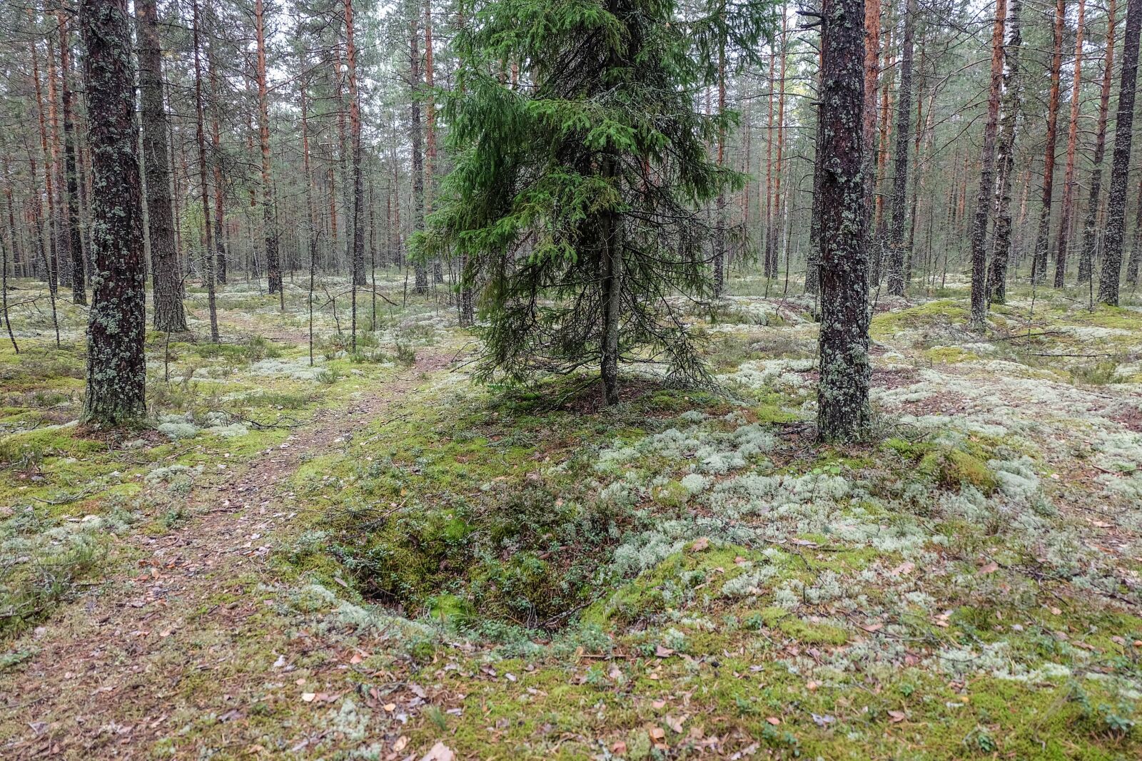 Fujifilm X-A2 + Fujifilm XC 16-50mm F3.5-5.6 OIS II sample photo. Forest, russia, beauty photography