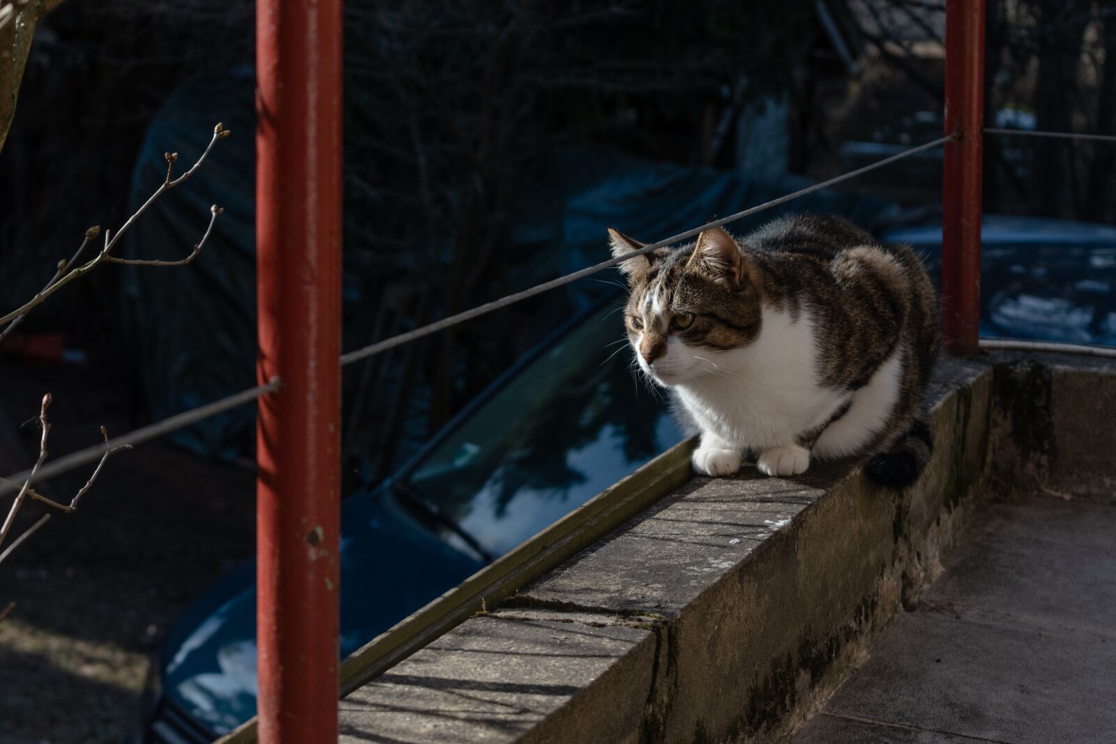 Nikon D5600 sample photo. Cat, nature, animal photography