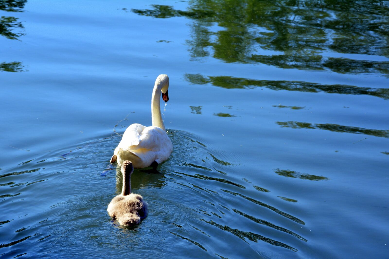 Nikon D7100 sample photo. Swan, family, lake photography
