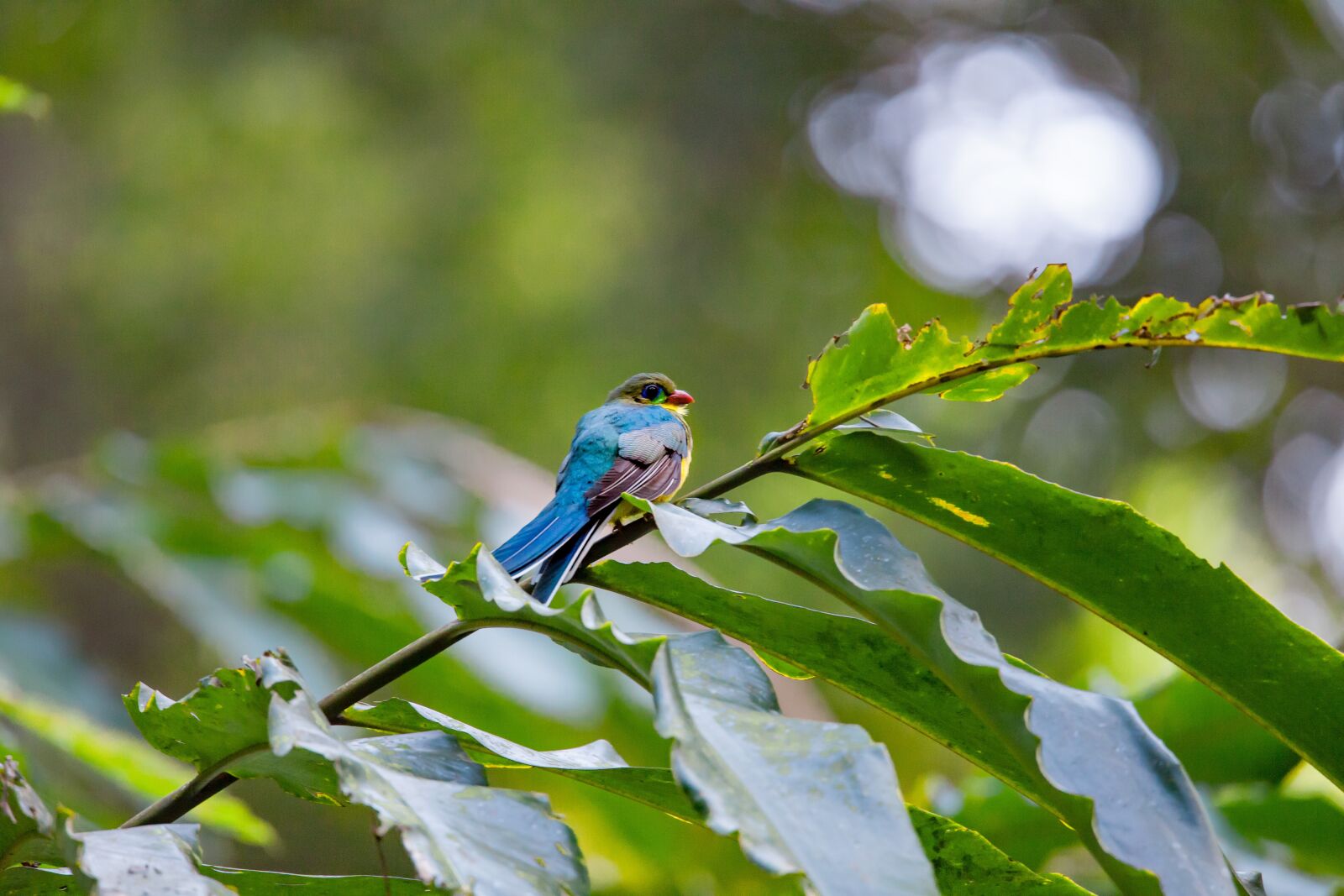 Canon EOS 5D Mark II sample photo. Wild birds, rainforest, javan photography