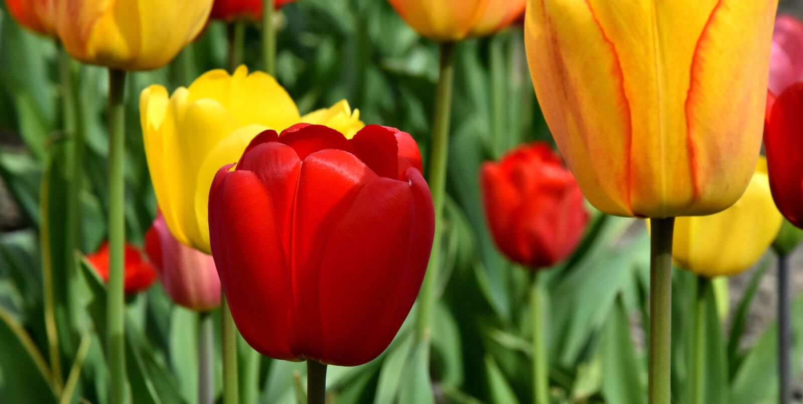 Nikon D7200 sample photo. Tulips, flowers, colorful photography
