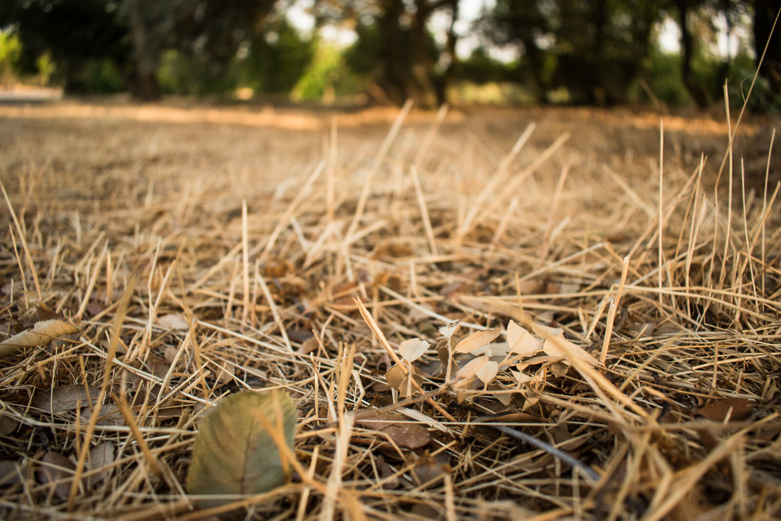 Nikon D5500 sample photo. Arid, dry, forest, forest photography