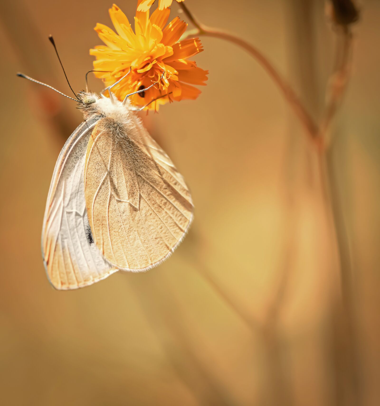 Nikon D7200 sample photo. Butterfly, white ling, insect photography