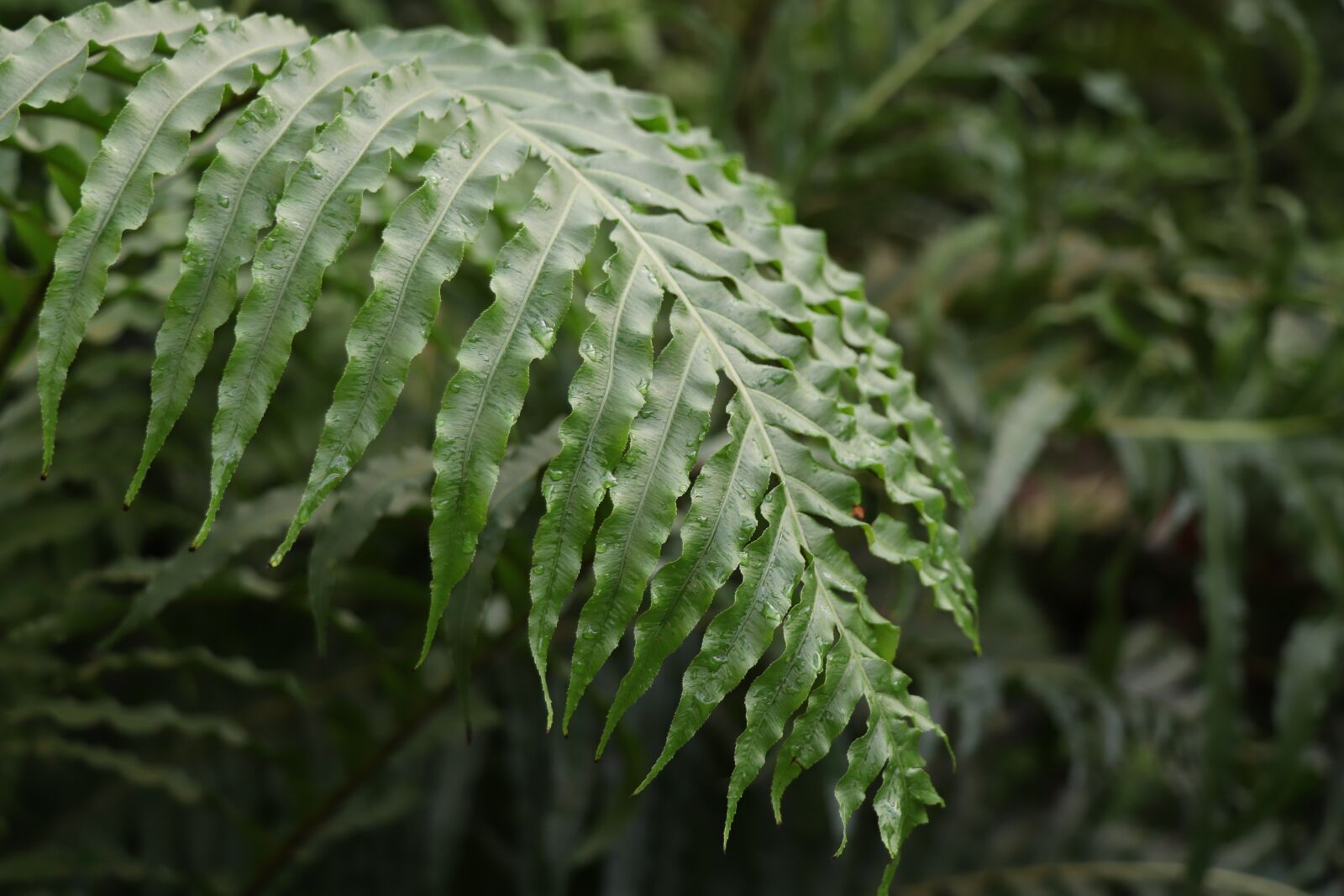 Canon EOS 77D (EOS 9000D / EOS 770D) sample photo. Fern leaf, green, leaves photography