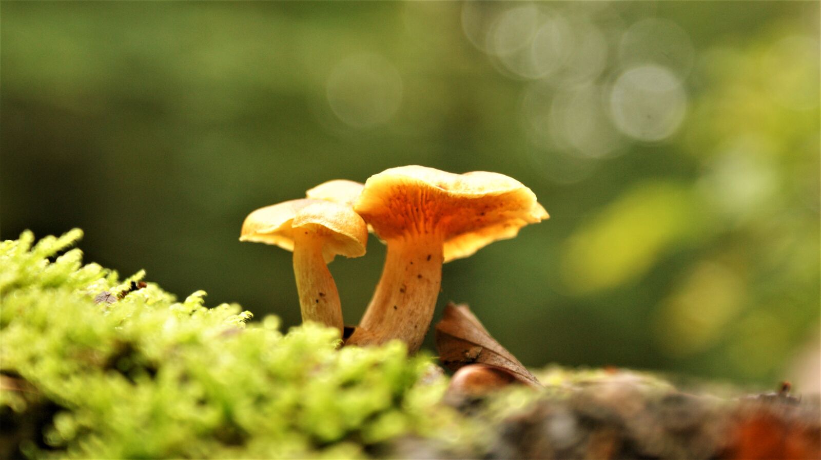 Sony Alpha DSLR-A350 sample photo. Mushrooms, mushroom time, walk photography