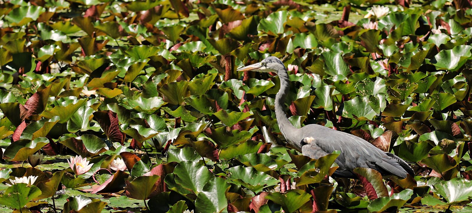 Canon EOS 80D sample photo. Heron, water lilies, lily photography