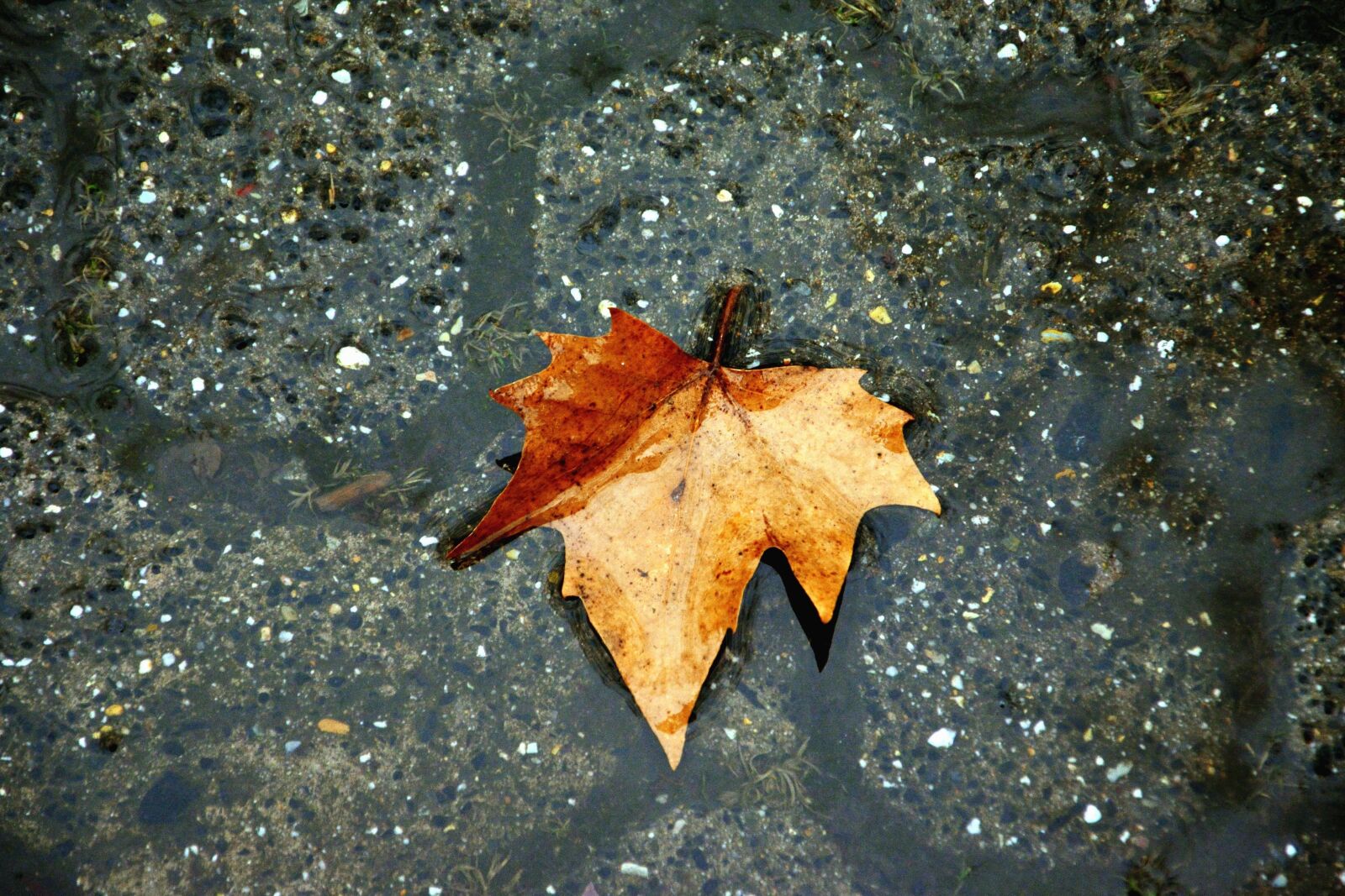 Nikon D5200 sample photo. Leaf, water, concrete, wet photography
